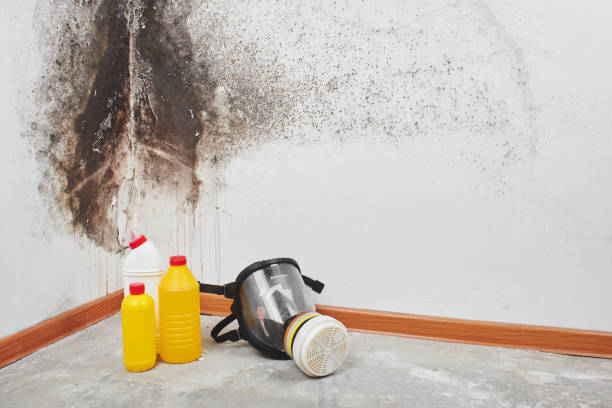 Best Emergency Mold Remediation in Buena Vista, GA