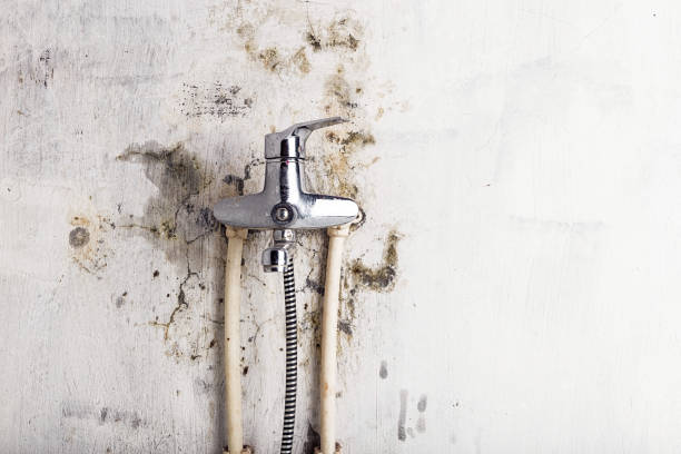 Best Preventive Mold Services in Buena Vista, GA