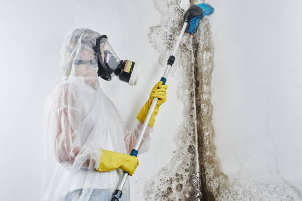 Best Emergency Mold Remediation in Buena Vista, GA