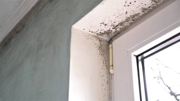 Best Attic Mold Remediation in Buena Vista, GA