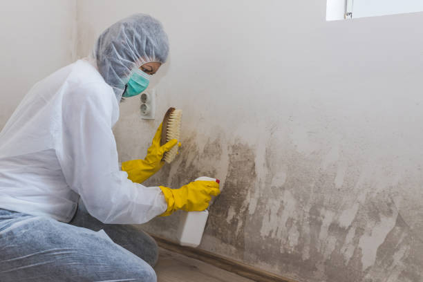 Best Basement Mold Remediation in Buena Vista, GA
