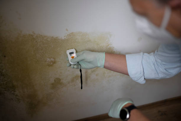 Best Black Mold Remediation in Buena Vista, GA