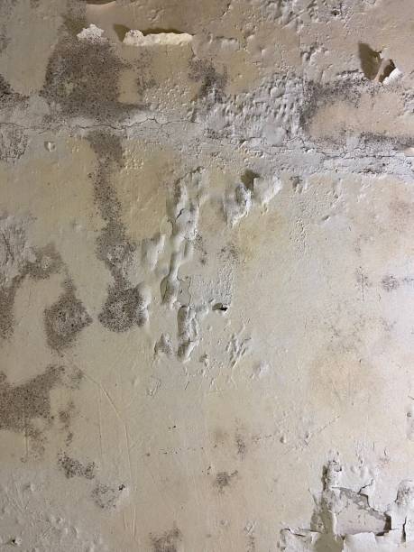 Best Mold Remediation for Specific Building Types in Buena Vista, GA