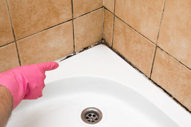 Best Post-Flood Mold Remediation in Buena Vista, GA