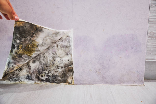 Best Preventive Mold Services in Buena Vista, GA